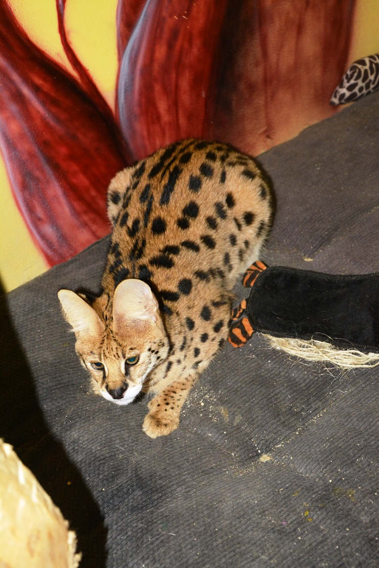 DSC_0029