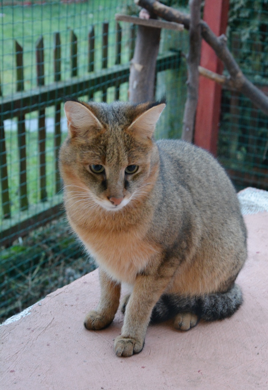 mia (1)