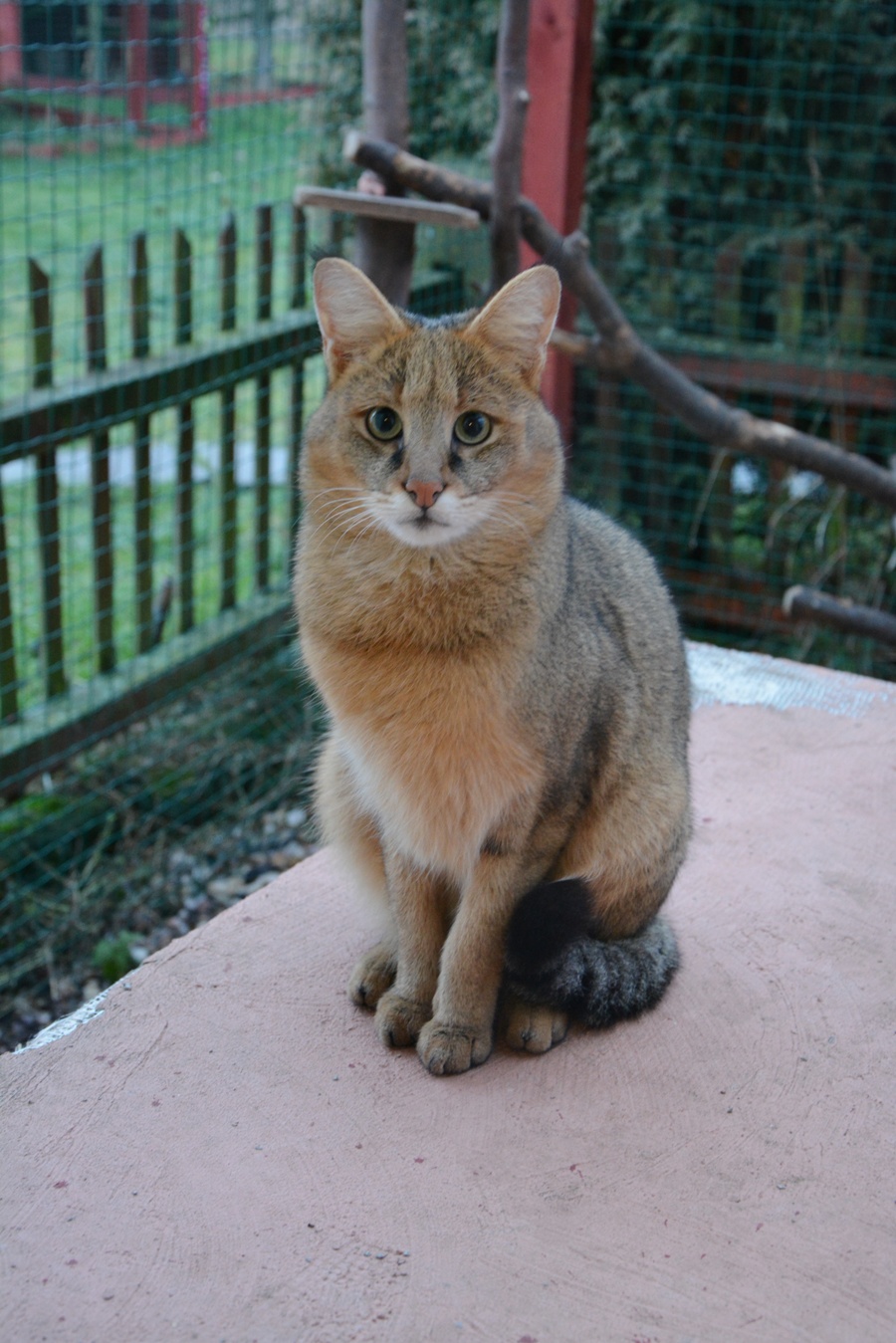mia (5)