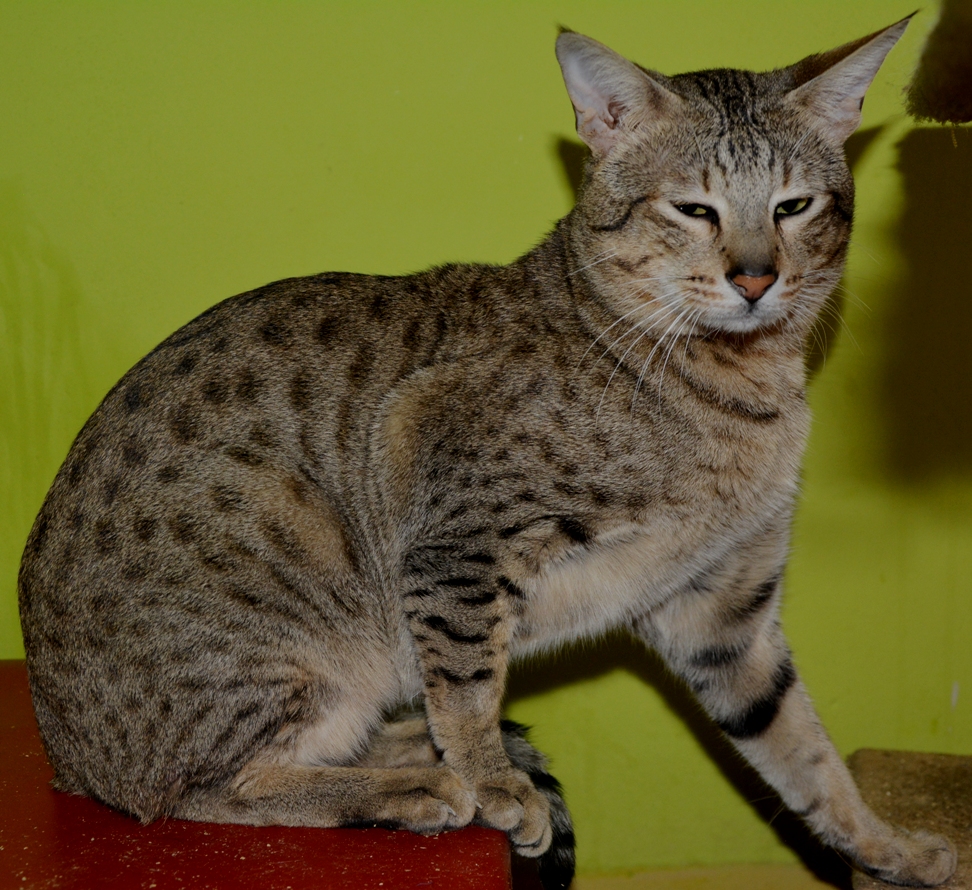 moby (1)