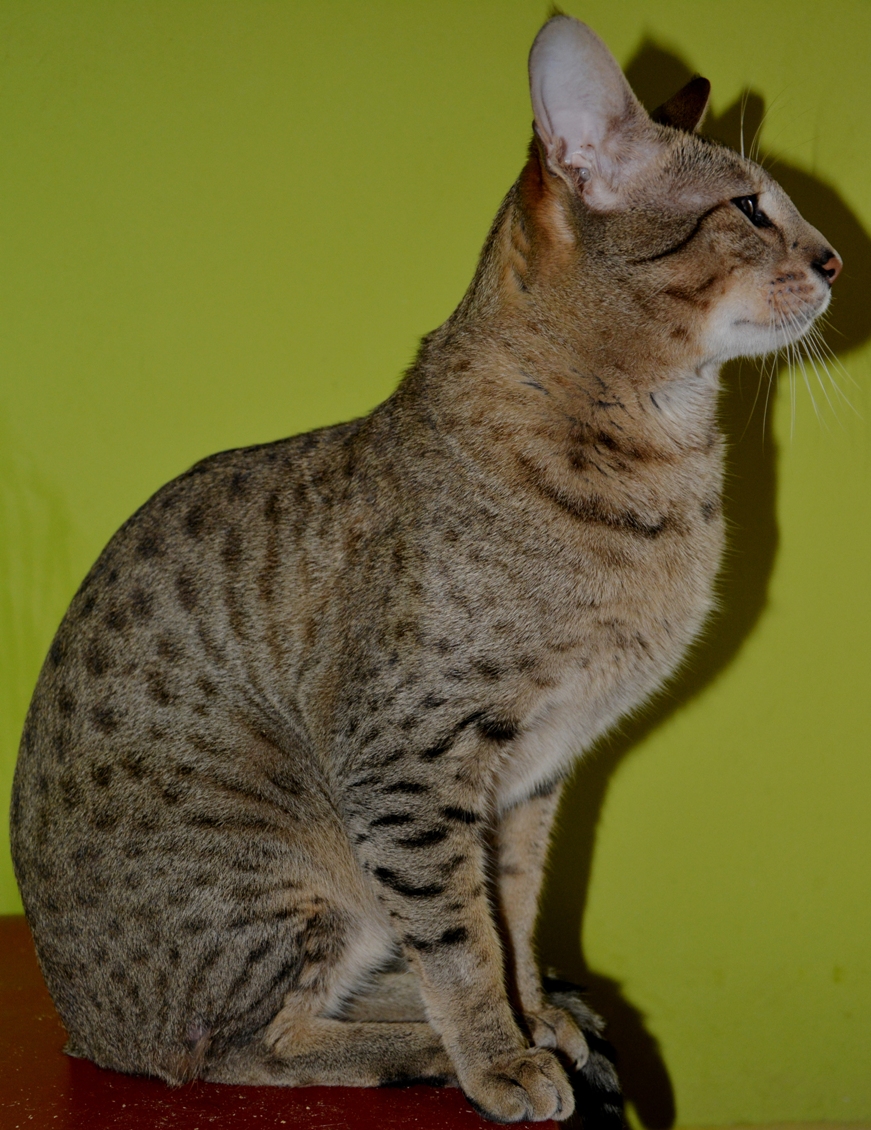 moby (2)