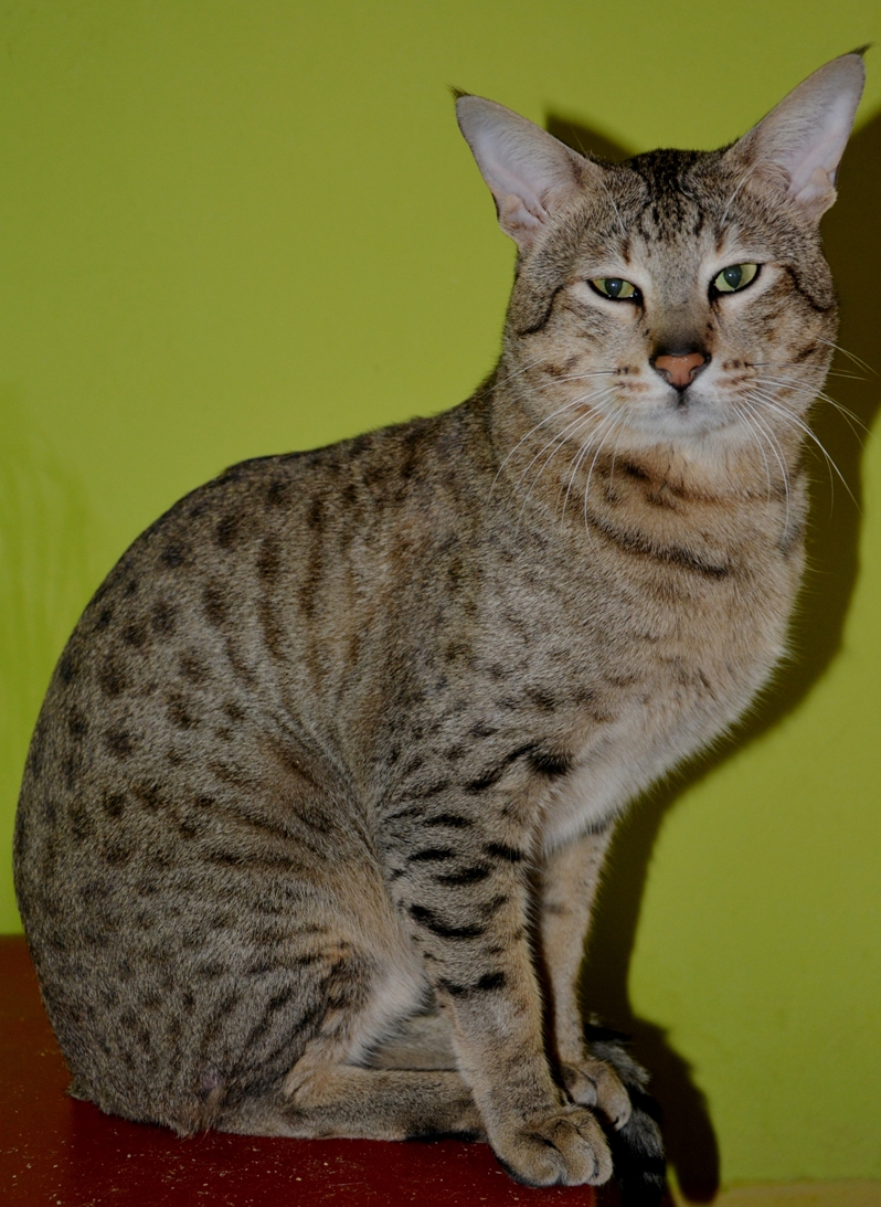 moby (4)