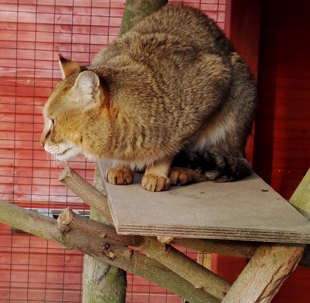 micky (4)