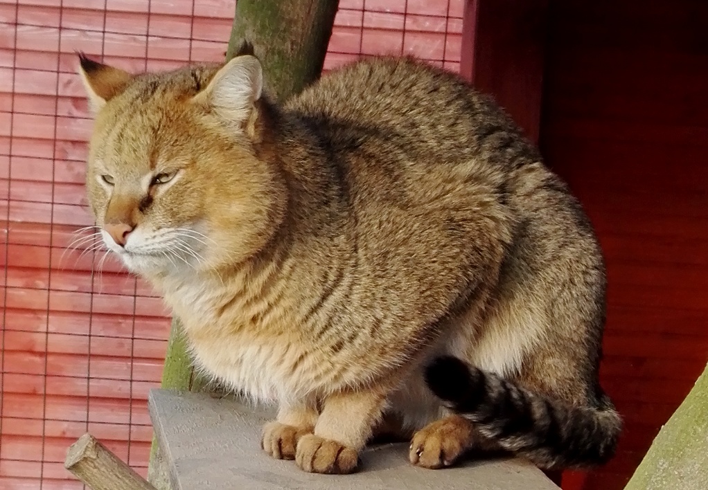 micky (6)
