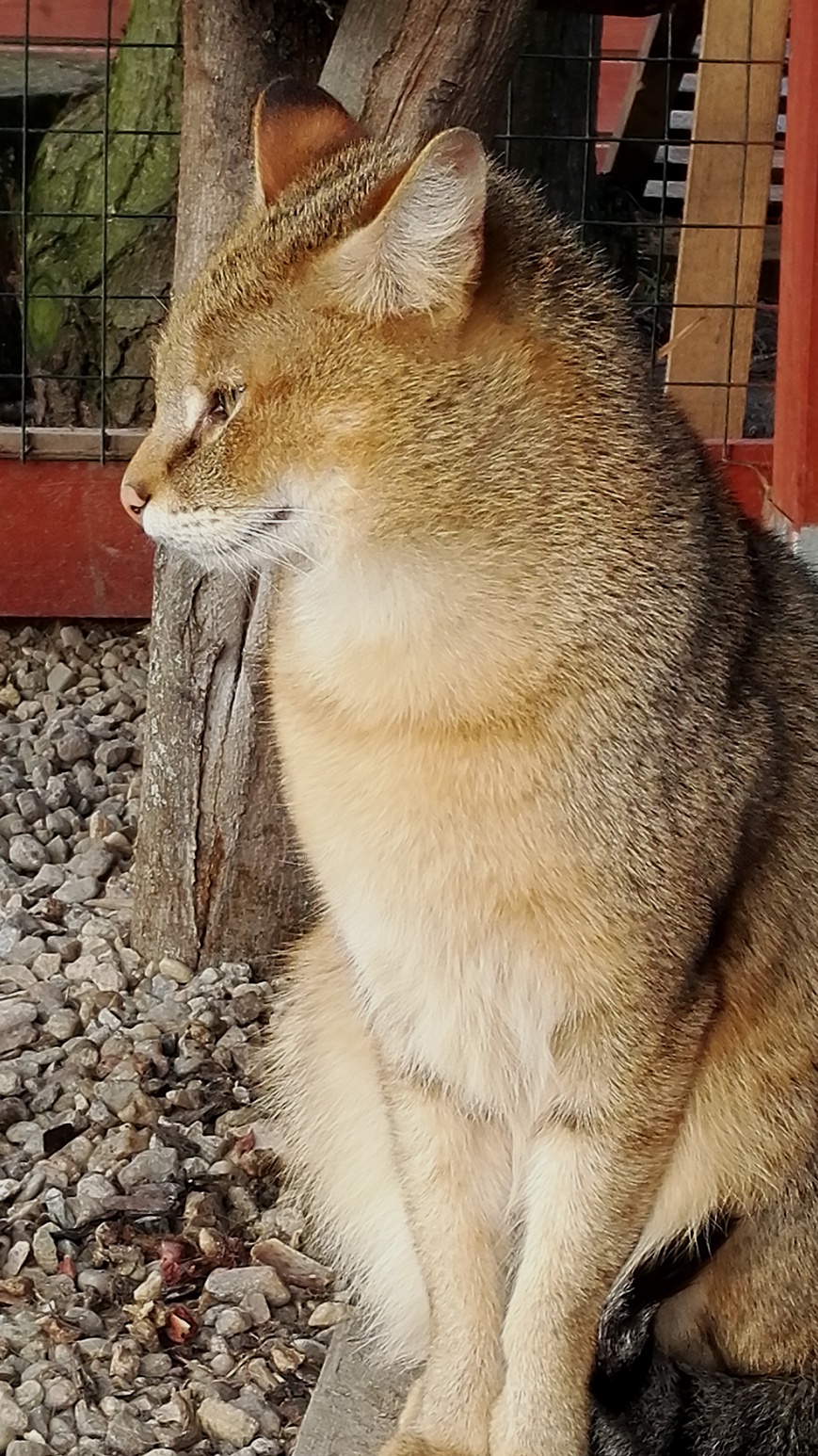 mia. (2)