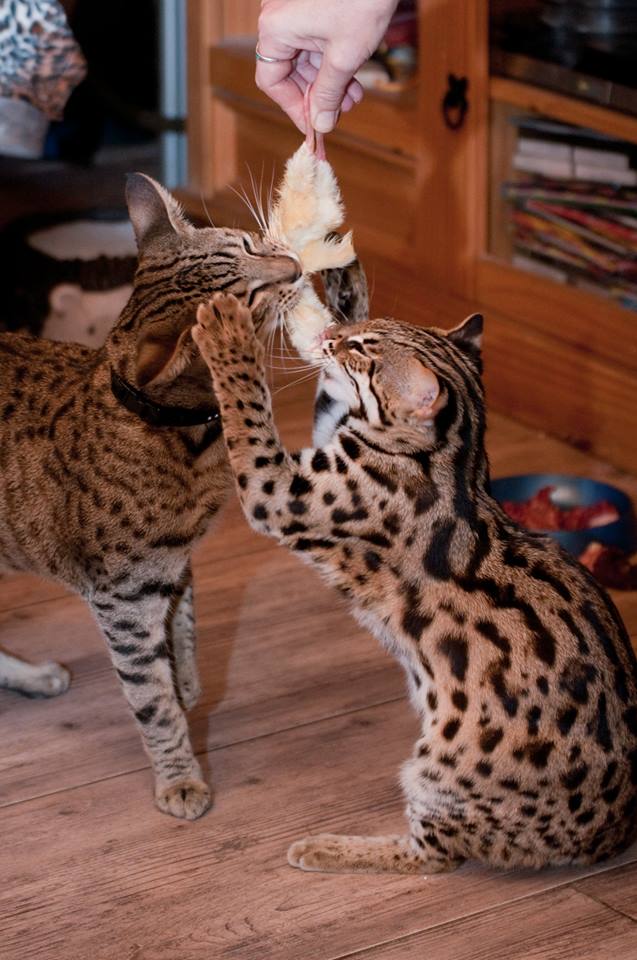 max&harumi