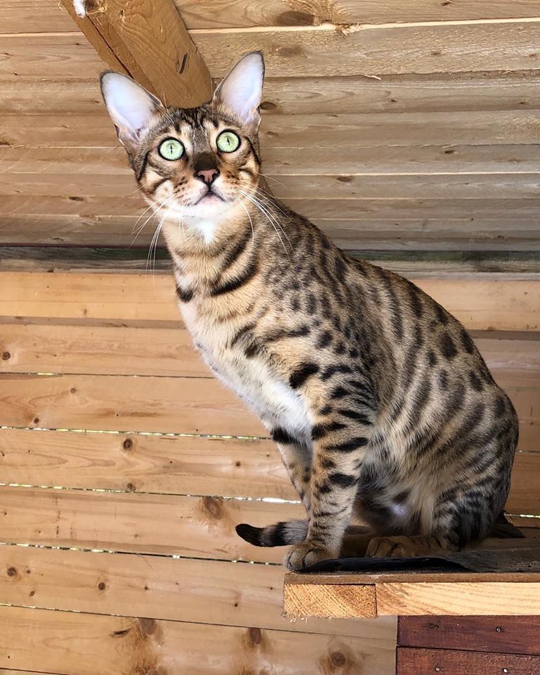 chloe
