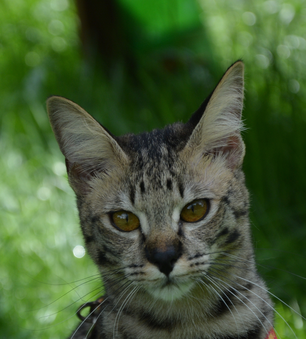 DSC_0484 – kopie