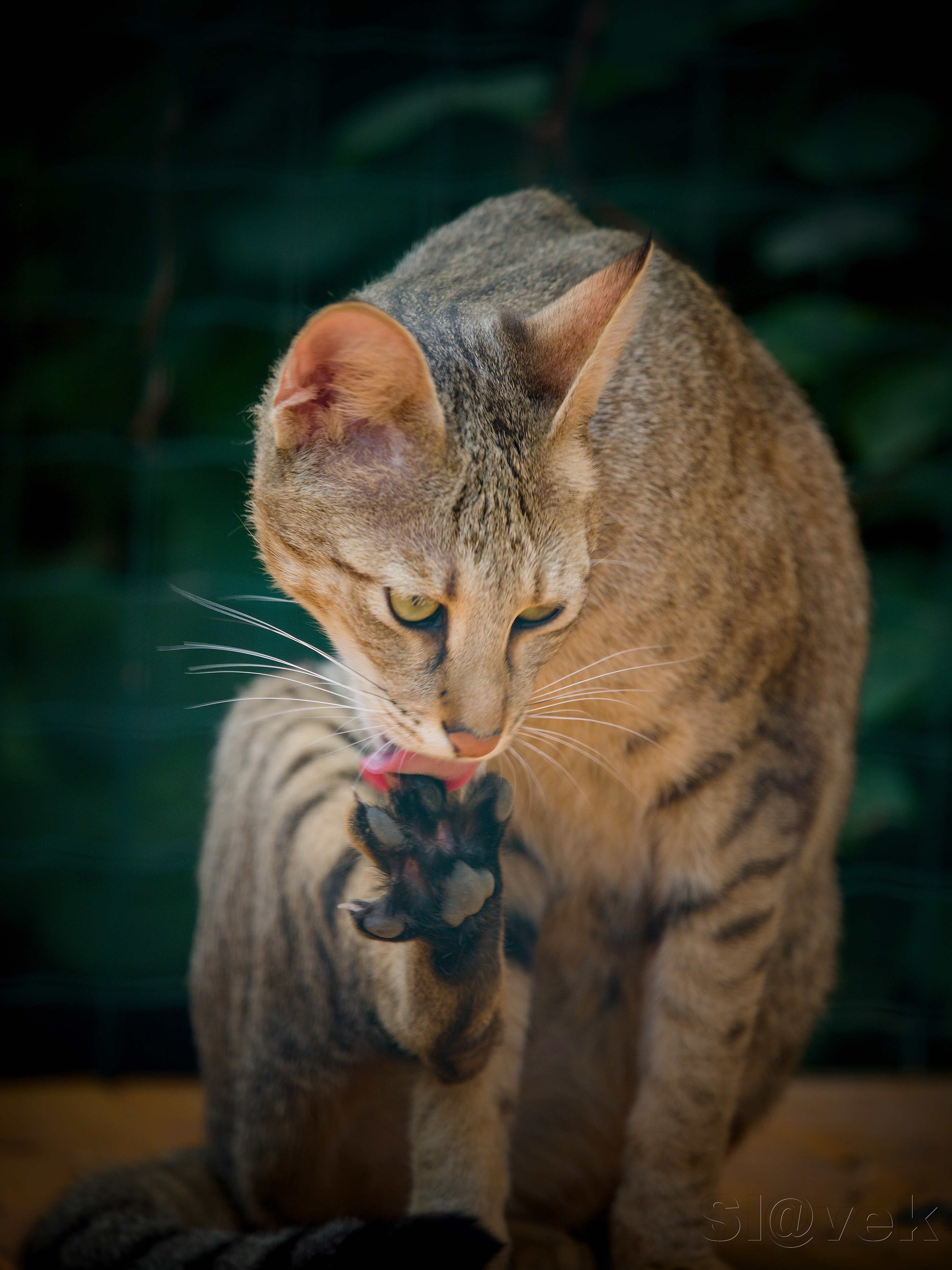 chausie